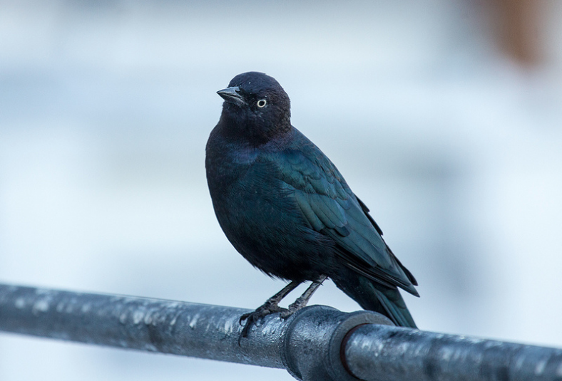 Brewers_Blackbird
