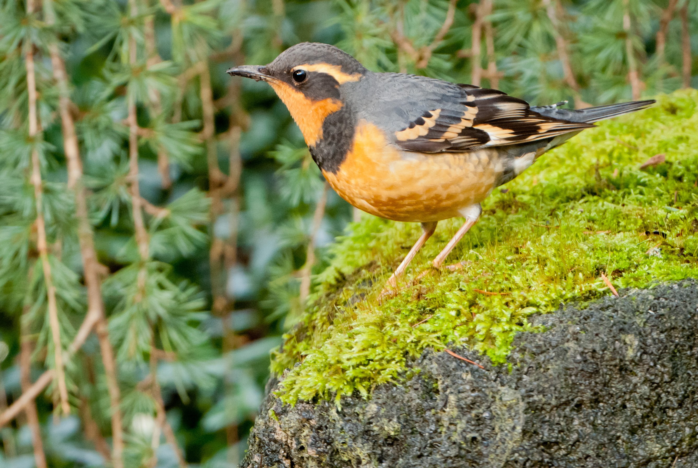 4--Varied_Thrush_8_Jimmy_S_Greene_OR_2012