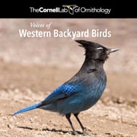 Voices of Western Backyard Birds