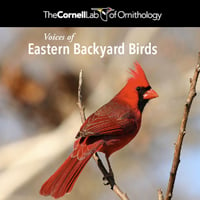 Voices of Eastern Backyard Birds