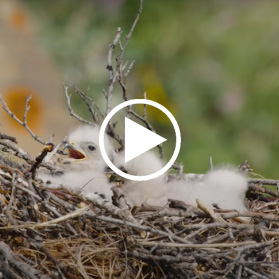 072025 mem bulletin coleville river doc w play