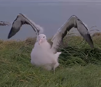 08 2025 eBulletin Albatross Image