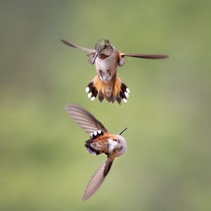 08c36974-22b2-4b8b-a952-e8b5d5220e89-upload_your_photo-Hummingbirdfight.WBUsubmission-