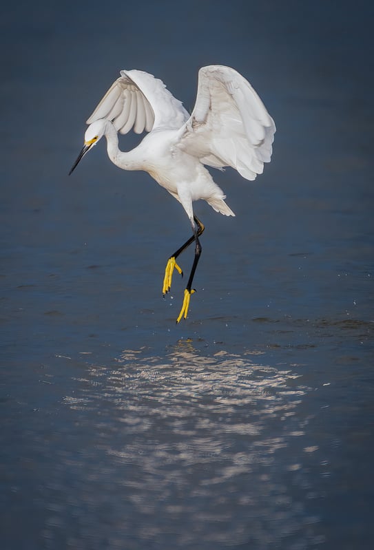BirdSpotter Winter 2021 Photo Contest Finalists