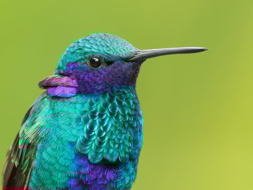 Learn more about a hummingbird's iridescence.