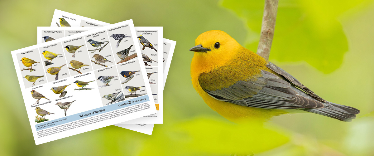 Free Warbler ID Guide PDF