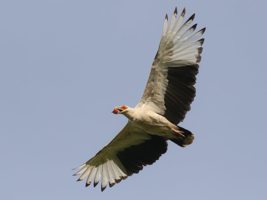 Palm-nut Vulture by Michael O'Brien. Image: A vulture with a white body, bare orange face, and a hooked bill with a red tip soars against a clear blue sky, its black-tipped wings fully spread.