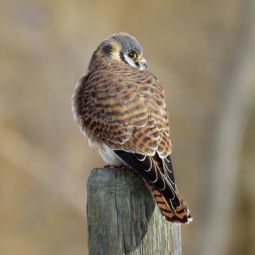 An American Kestrel perches facing away, revealing the dark spot on the back of its head