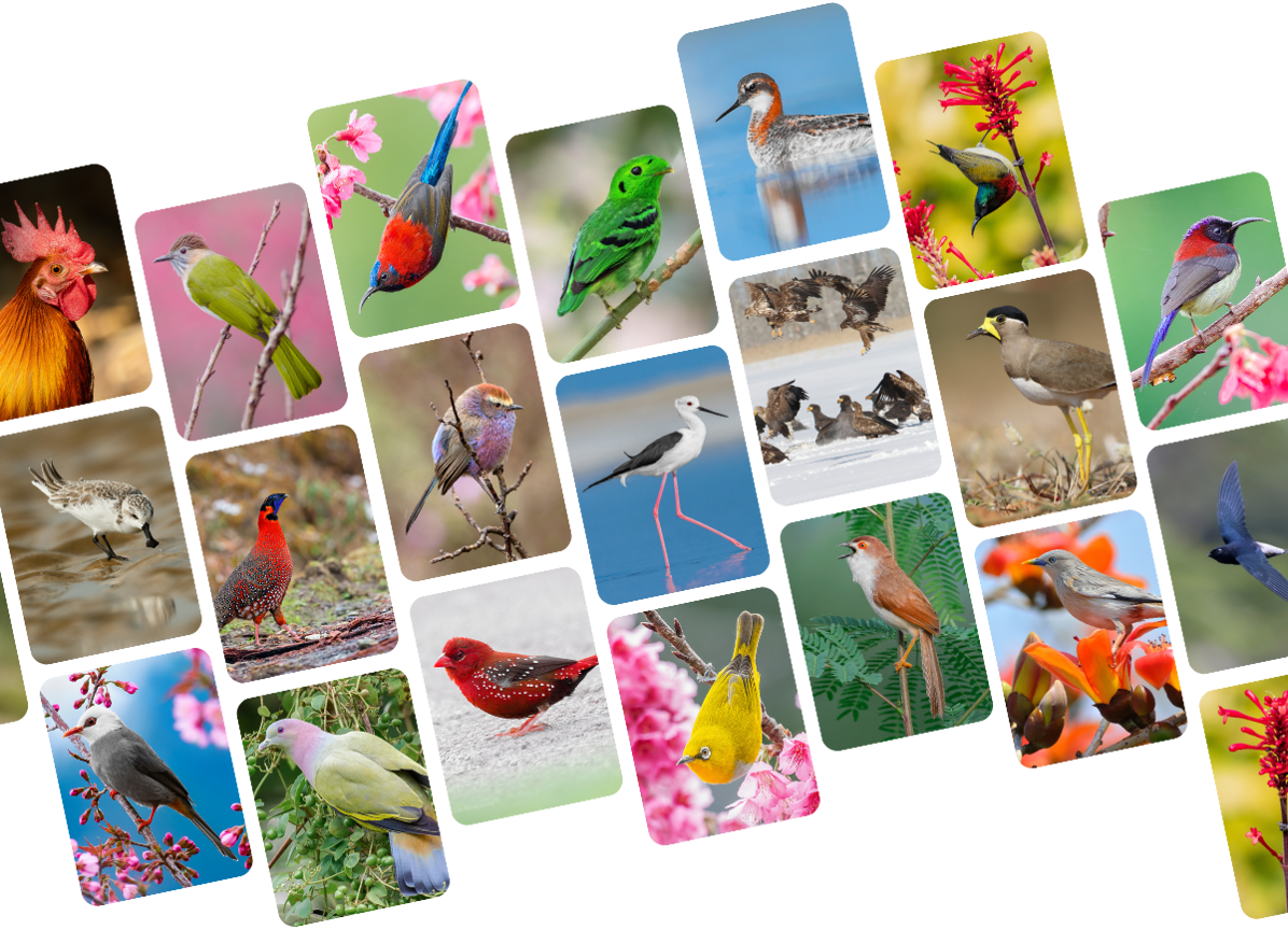 Photo compilation of birds of Asia.