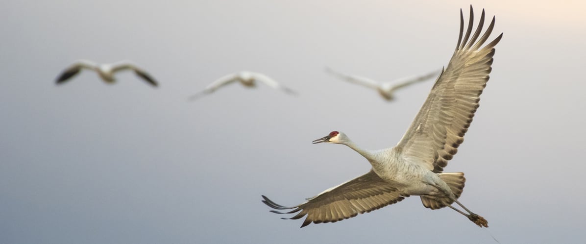 Cranes fly through the sky