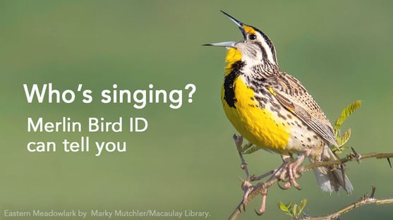 easy-ways-to-identify-bird-calls-12-steps-with-pictures