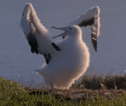 202507 mem bulletin albatross cam