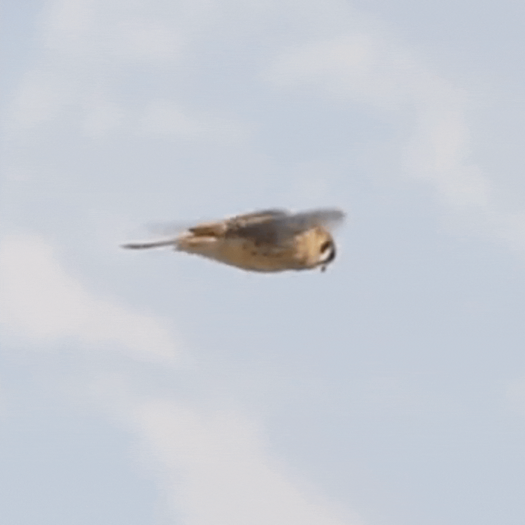 An American Kestrel seems to hover in the air, beating its wings to stay aloft.