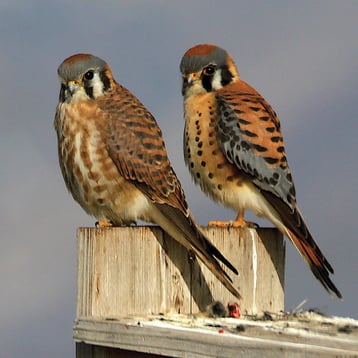 Two American Kestrels perch together. the one on the left is more rufous, while the one on the right has some blue plumage.