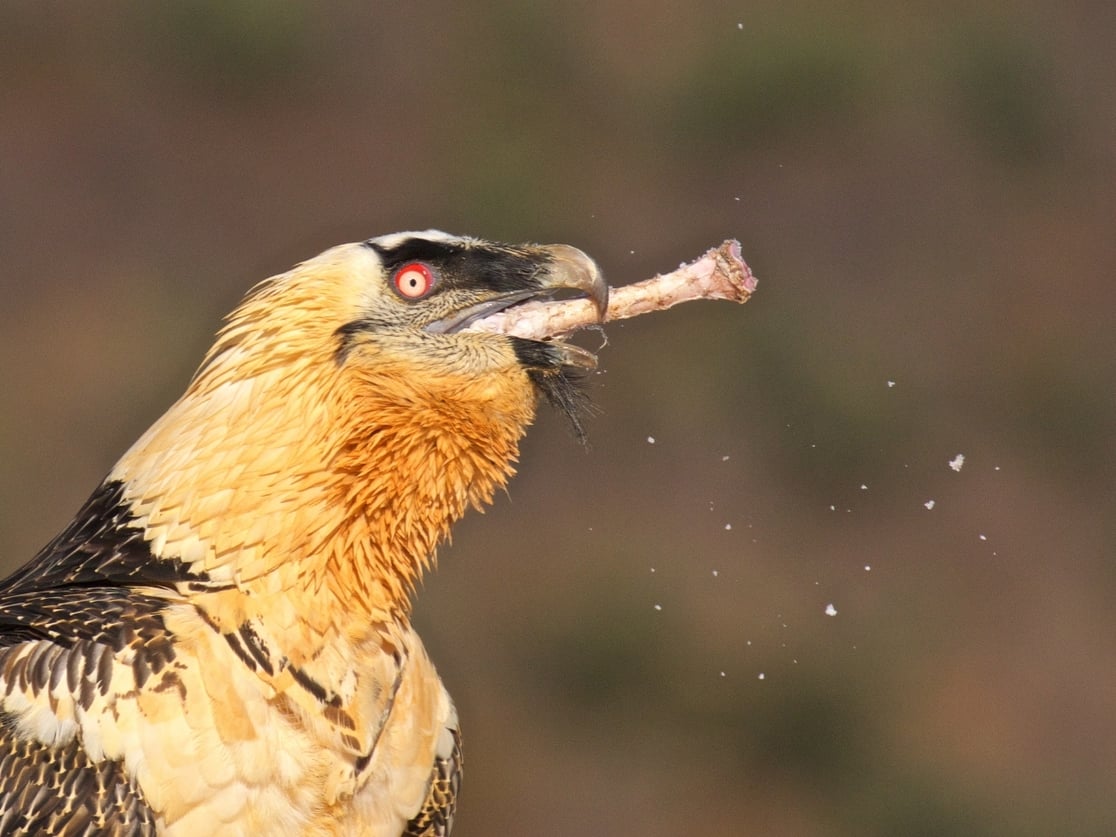 Bearded Vulture by Marc Gálvez. Image: A vulture with a rusty-orange head and black eye-stripe is gripping a bone in its hooked bill, sending fragments flying.