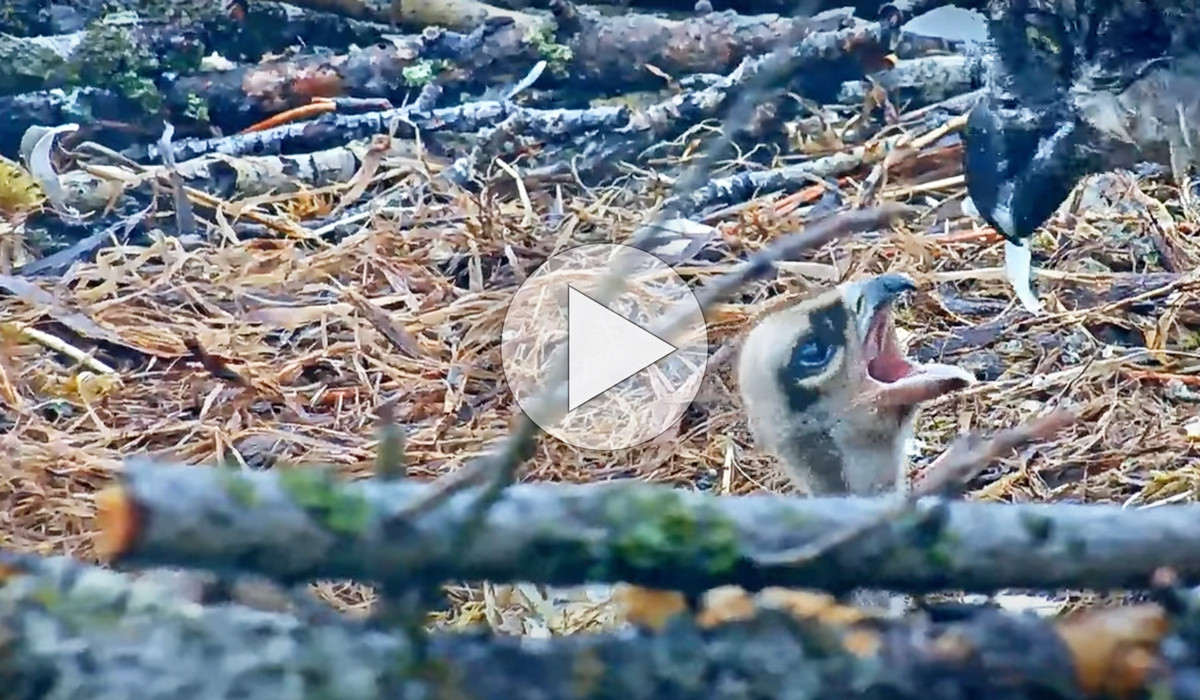 Click or tap to watch an Osprey feeding her chicks 