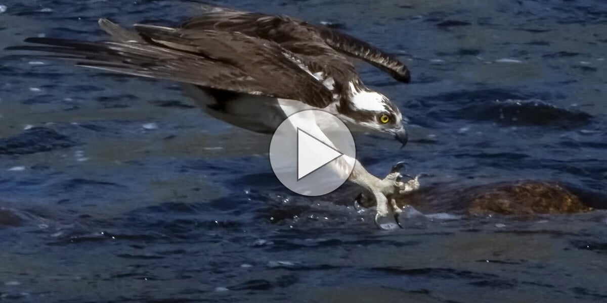 Click or tap to watch a video about how ospreys hunt
