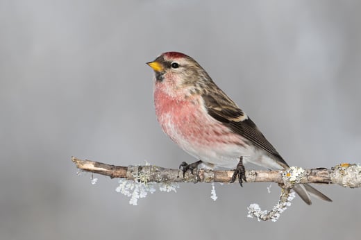 Click or tap to learn about updates to the North American bird checklist