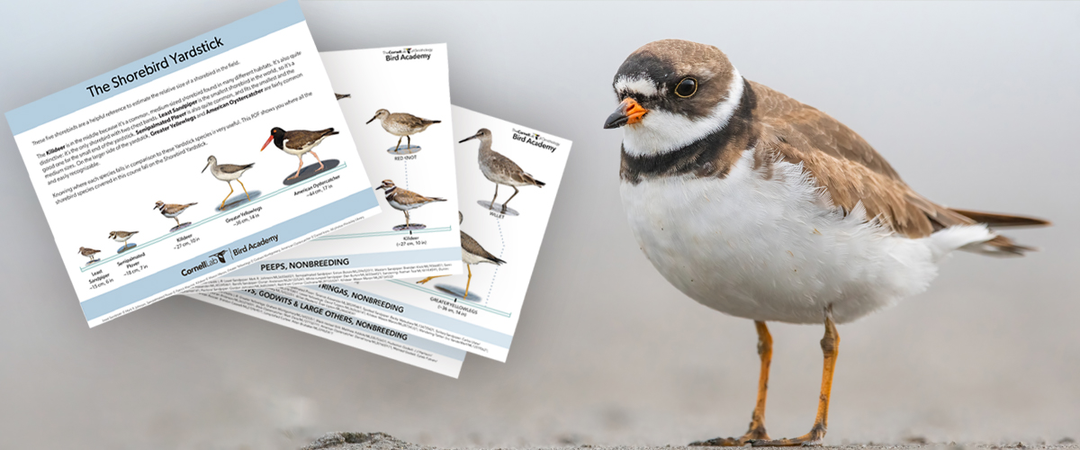 A semipalmated plover stands on the sand. To the left, a collage of bird ID guide pages is displayed.