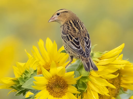 free preview of our Joy of Birdwatching course.