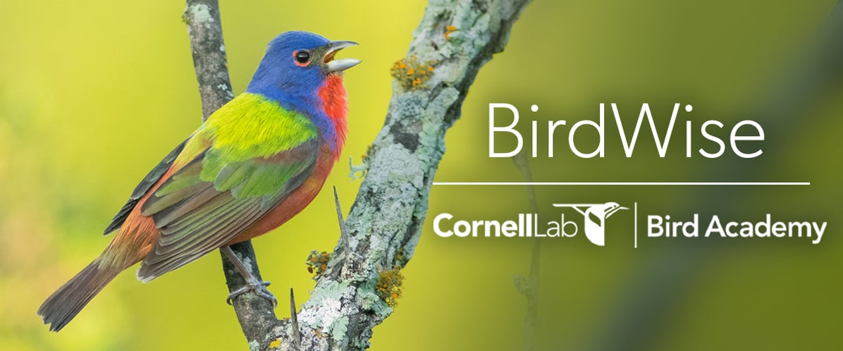 BirdWise Bird ID Quizzing