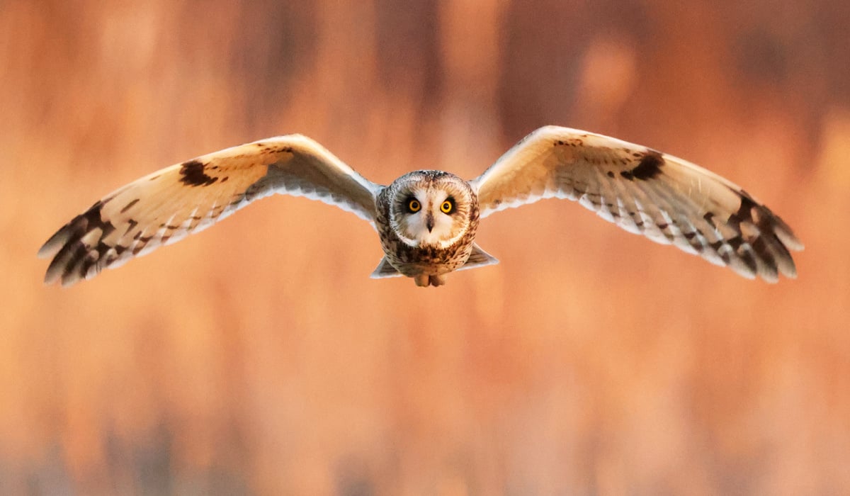 Click or tap to reveal the mystery species