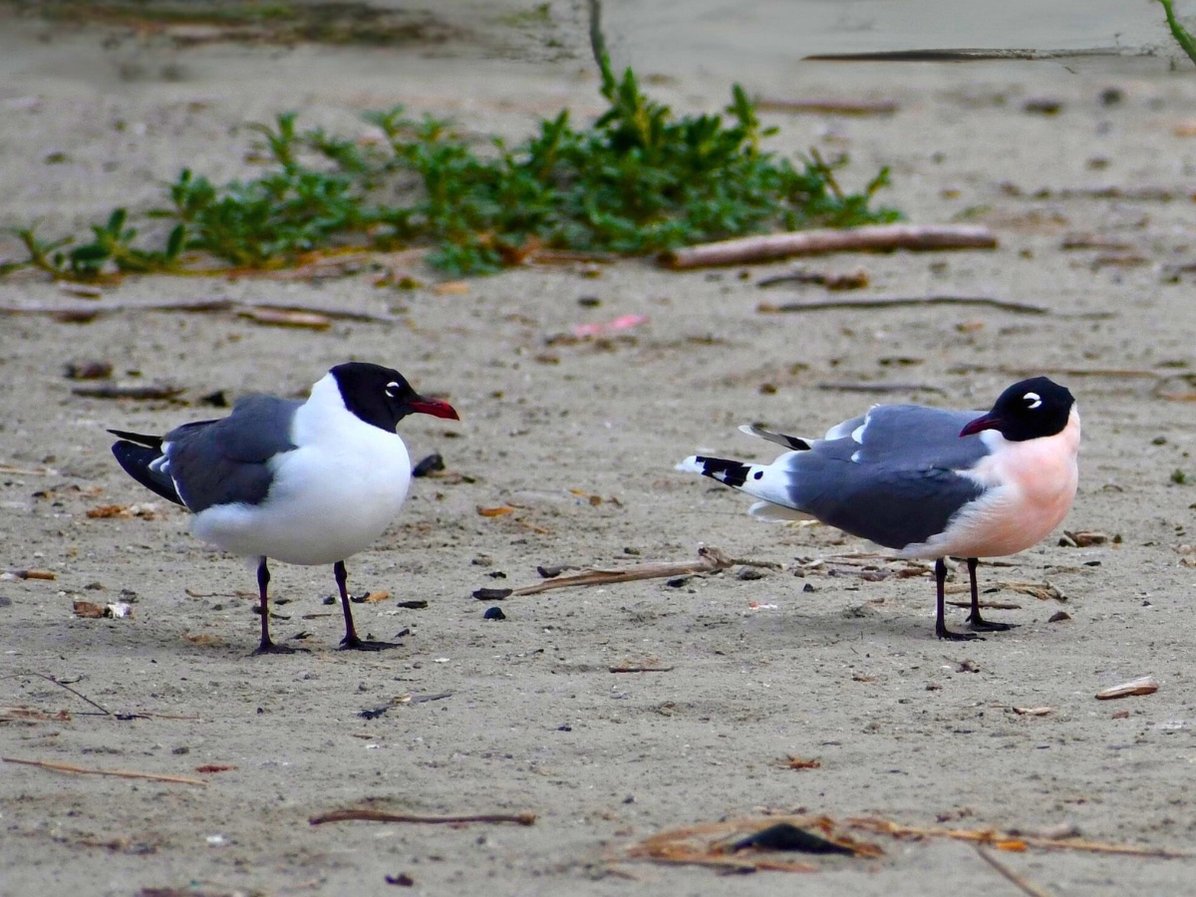 427522411 (1200 x 900 px)