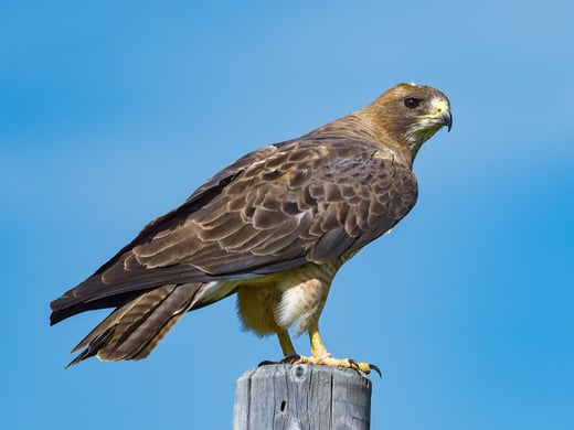 Tap to take a free raptor ID course preview. 