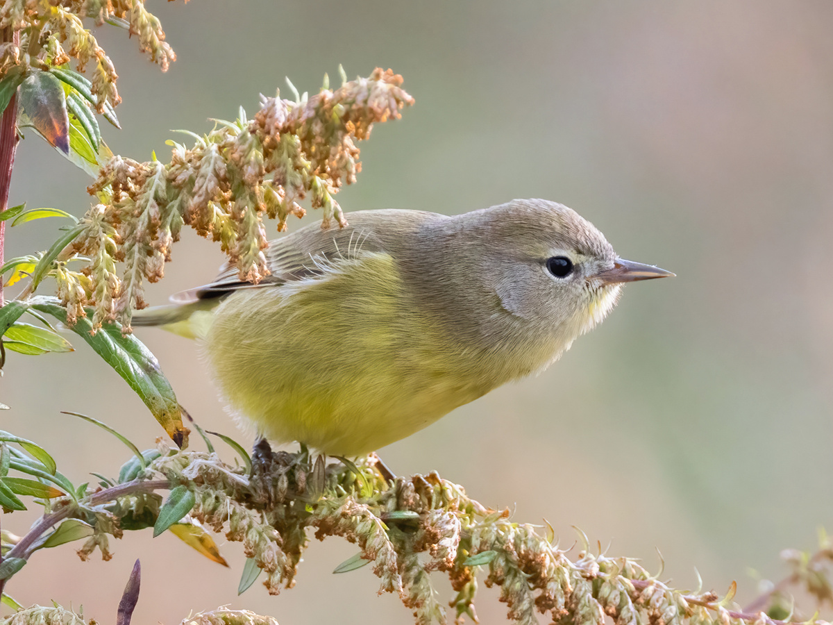 Links to the Be a Better Birder: Warbler ID course. yellow and olive-gray warbler perches on a drying fall flower.