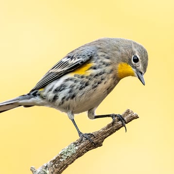 Our Free Preview Set, including the Yellow-rumped Warbler