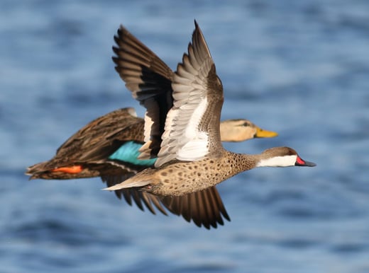 Tap or click to learn more about the Odd Ducks waterfowl workshop