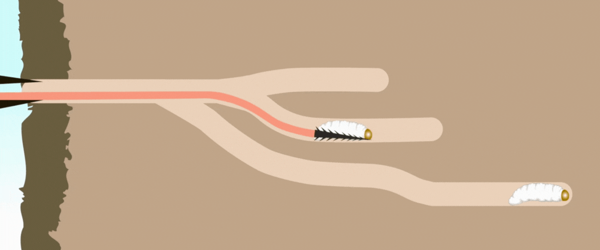 A barbed tongue tip travels through insect tunnels in wood to grab a grub