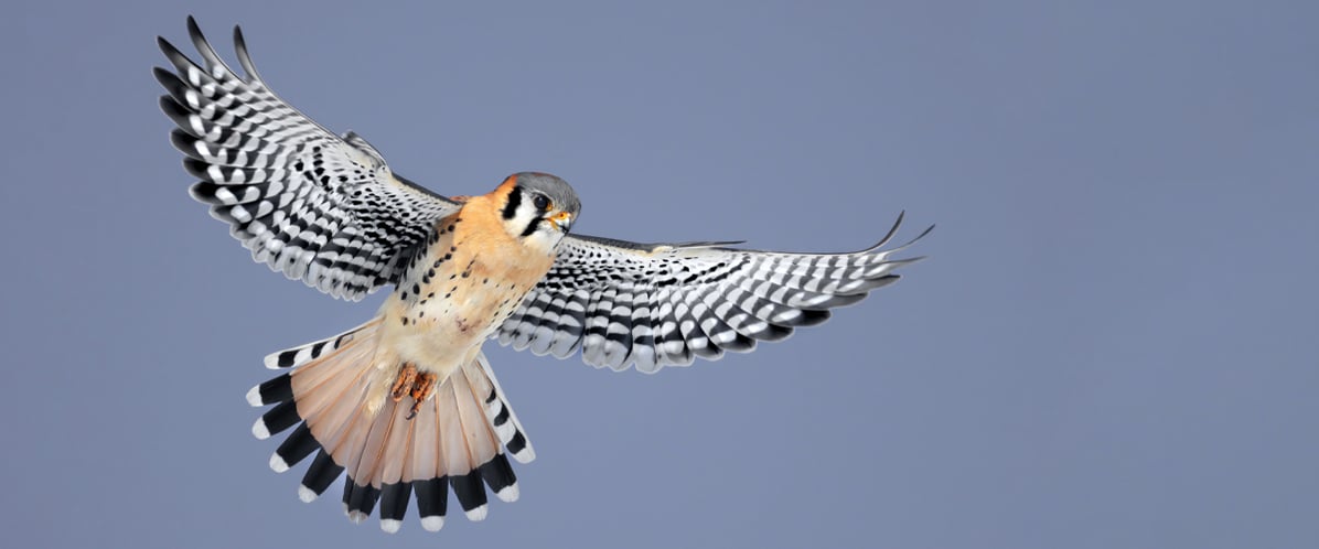 A kestrel spreads its wings