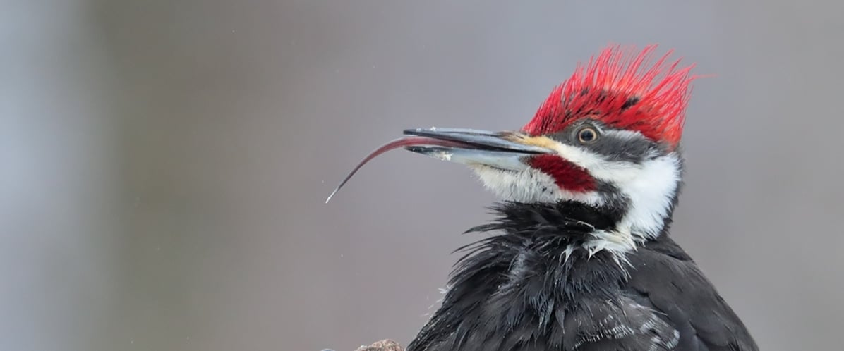 A Pileated Woodpecker sticks out its long tongue