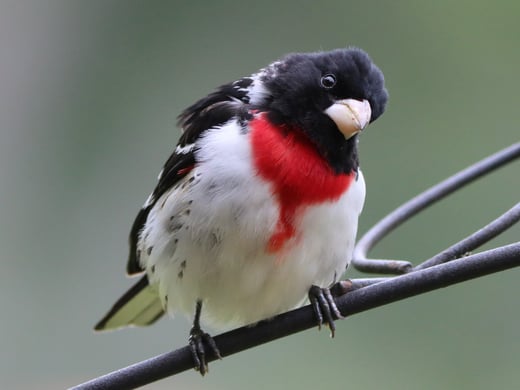 Learn tips for photographing birds from Melissa Groo.