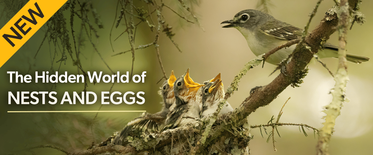 New! The Hidden World of Nests and Eggs course