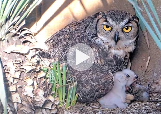 Click or tap to watch an adorable feeding session