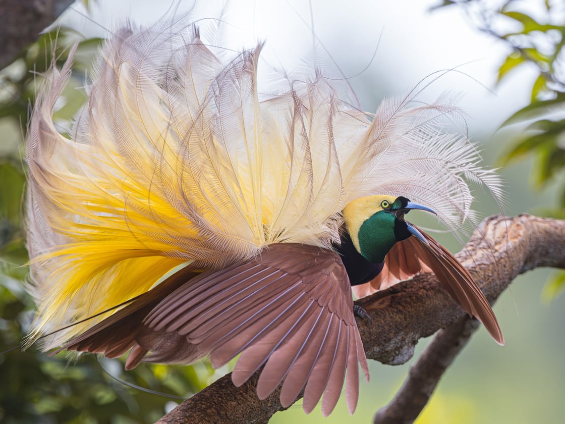 605873441_Ornith_CamsEnews