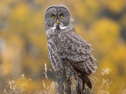 Can Owls Turn Their Heads video