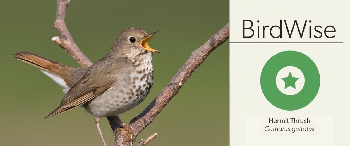Links to BirdWise.