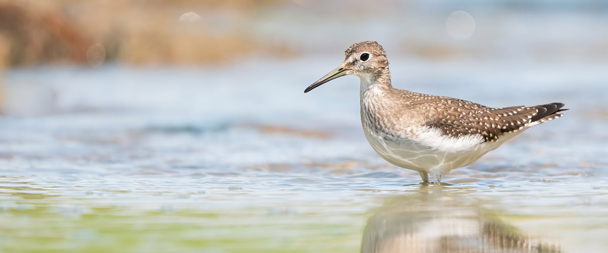 A bird with a plain, unmarked belly, spotted back feathers and long bill stands in shallow water.