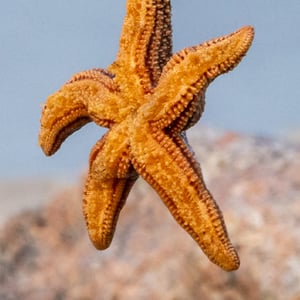 628626335_crop