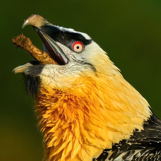 Bearded Vulture by Kevin Hughes. Image: A vulture with a  golden-orange face and chest, a black eye-stripe, and a red eye-ring is tilting its head back, gripping a bone in its curved bill.