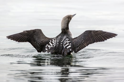 Click or tap to see the pictures, videos, and stories from Global Big Day 2025