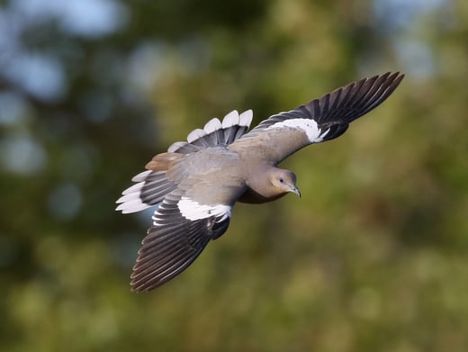 Click or tap to see tips to identify tricky doves