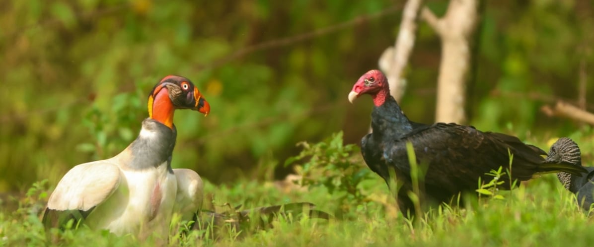 Vultures by Jose Pablo Molina Sibaja. Image: Two vultures face each other in grass, one with a cream-and-black body and a strikingly colorful bare head in orange, yellow, and black, the other all black with a bare pink head and pale hooked bill.