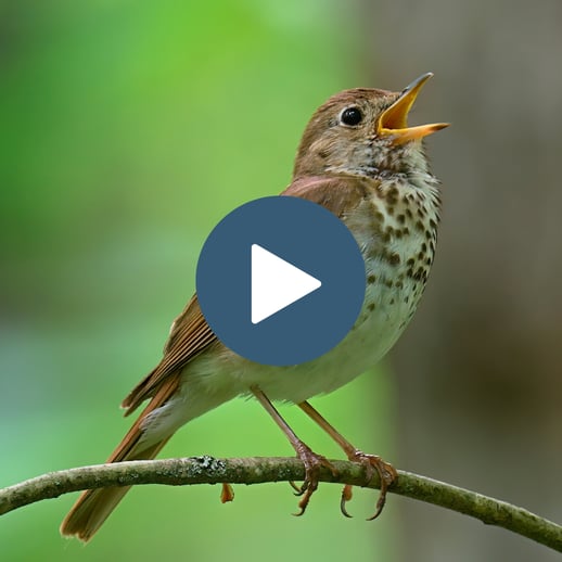 Hermit Thrush quiz from free preview set on BirdWise.