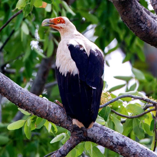 Palm-nut Vulture by Lukasz Ifczok. Image: A vulture with a white head and chest, bare orange-red face, and dark wings perches on a leafy tree branch.