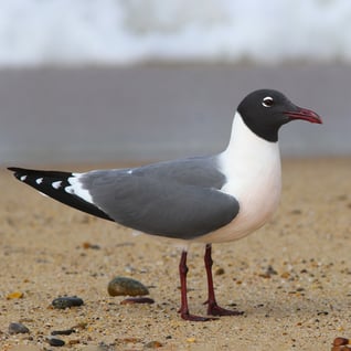 A dark-hooded gull stands on a sandy shore