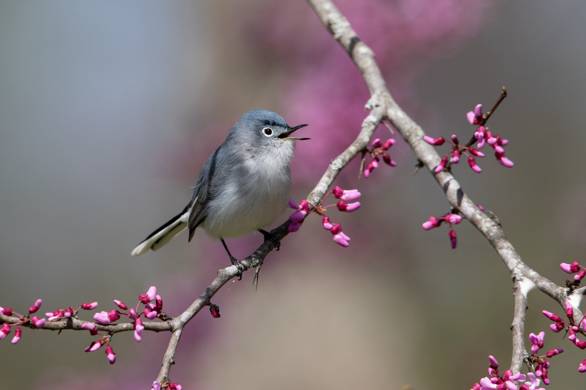9a6c0d32-9e20-404d-9dd6-ad4169da4fd0-upload_your_photo-GCR23055